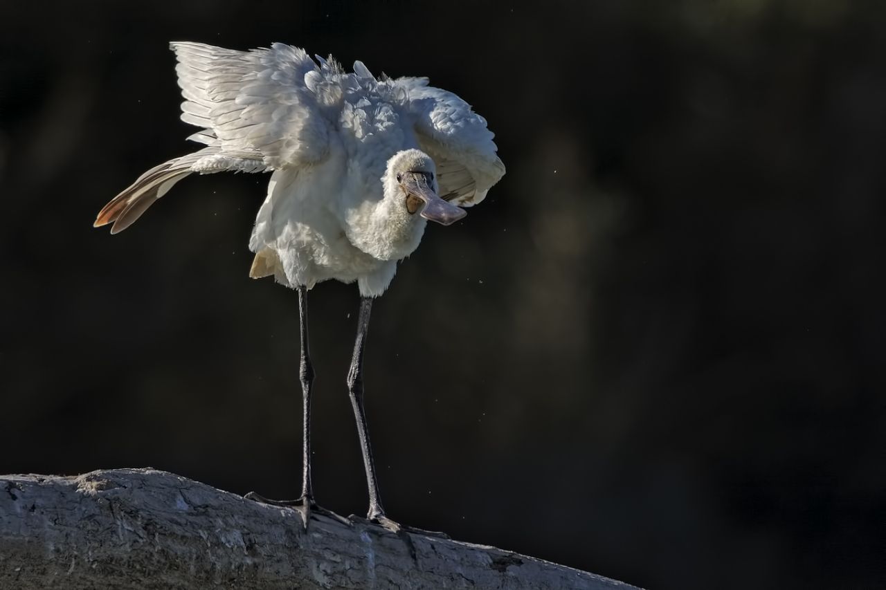 Spatola (Platalea leucorodia)